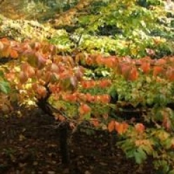 Parrotia persica