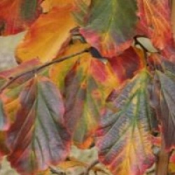 Parrotia persica