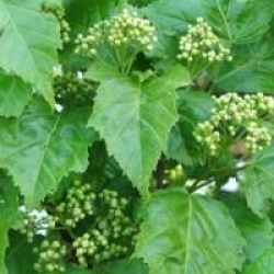 Acer tataricum subsp. ginnala