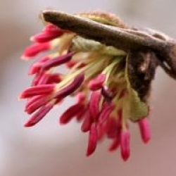 Parrotia persica
