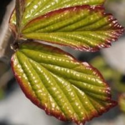 Parrotia persica 'Vanessa'
