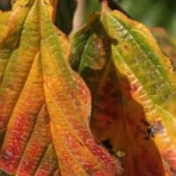 Parrotia persica 'Vanessa'