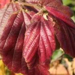 Parrotia persica 'Vanessa'