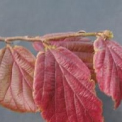 Parrotia persica 'Vanessa'