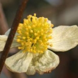 Parrotiopsis jacquemontiana - Parrotiopsis jacquemontiana