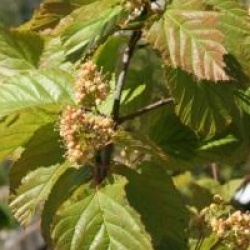 Acer tataricum subsp. ginnala