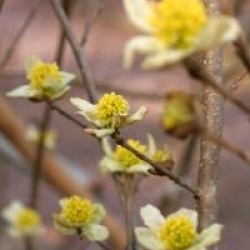 Parrotiopsis jacquemontiana