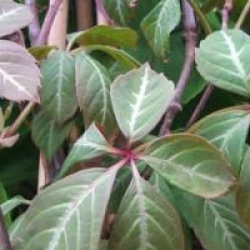 Parthenocissus henryana