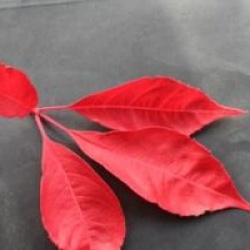 Parthenocissus henryana