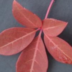 Parthenocissus henryana