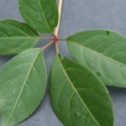 Parthenocissus henryana