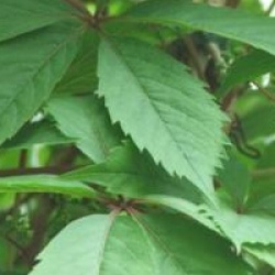 Parthenocissus quinquefolia - Vigne vierge vraie