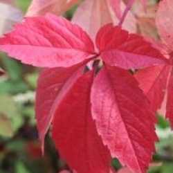 Parthenocissus quinquefolia 'Engelmannii'