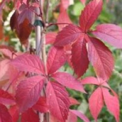 Parthenocissus quinquefolia 'Engelmannii'