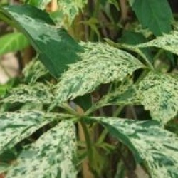 Vigne vierge panach�