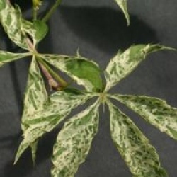 Parthenocissus quinquefolia 'Star Showers'