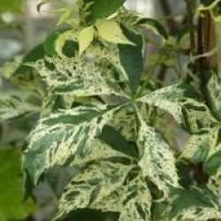 Parthenocissus quinquefolia 'Star Showers'