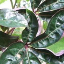 Parthenocissus thomsonii