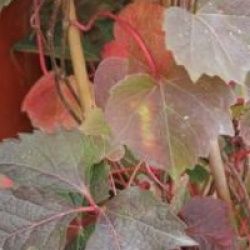 Parthenocissus tricuspidata 'Veitchii' - Lierre du Japon