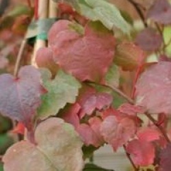 Parthenocissus tricuspidata 'Veitchii'