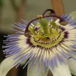 Passiflora caerulea 