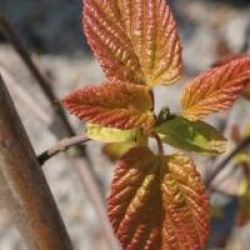 Acer tataricum subsp. ginnala