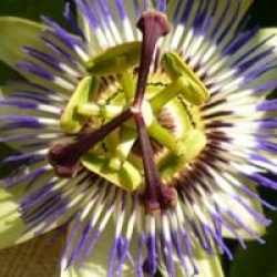 Passiflora caerulea  - Fleur de la passion