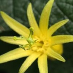 Passiflore � fleurs jaunes