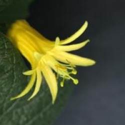 Passiflora citrina