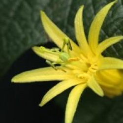 Passiflora citrina
