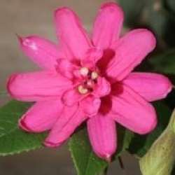 Passiflora insignis 'Pink Passion'