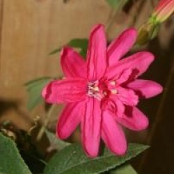 Passiflora insignis 'Pink Passion'