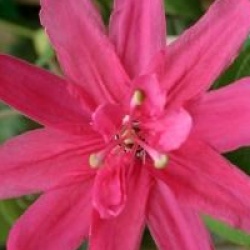 Passiflora insignis 'Pink Passion' - Passiflore � fleurs doubles Pink Passion