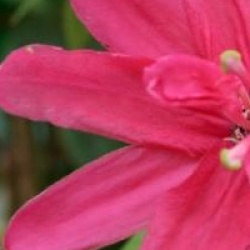 Passiflora insignis 'Pink Passion'