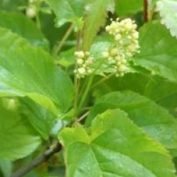 Acer tataricum subsp. ginnala