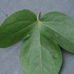 Passiflora x belotii 'Imperatrice Eugenie'