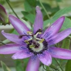 Passiflora x violacea 'Victoria'