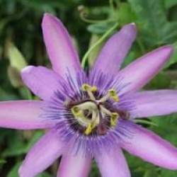 Passiflora x violacea 'Victoria' - Passiflore Victoria