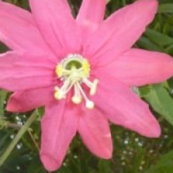 Passiflora antioquiensis