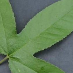 Passiflora antioquiensis