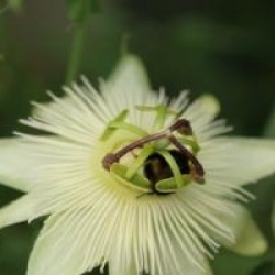 Passiflora caerulea 'Constance Elliott' - Passiflore blanche Constance Elliott