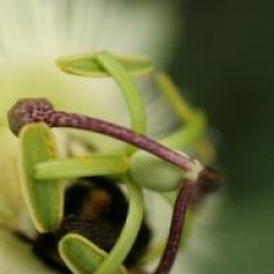 Passiflora caerulea 'Constance Elliott'