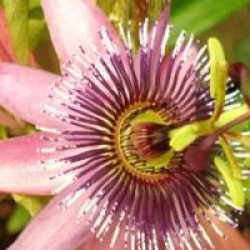 Passiflore amethystina