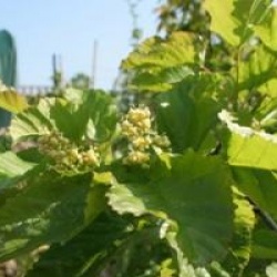 Acer tataricum subsp. ginnala