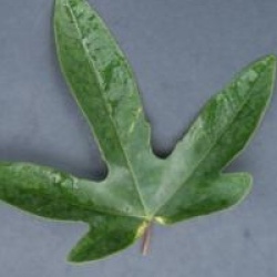 Passiflora 'Amethyst'