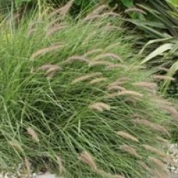Pennisetum alopecuroides  - Herbe aux �couvillons
