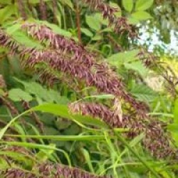 Pennisetum setaceum - Pennisetum setaceum