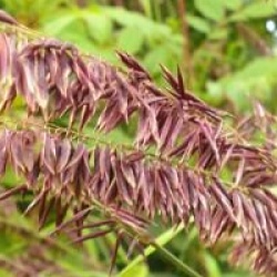 Pennisetum setaceum