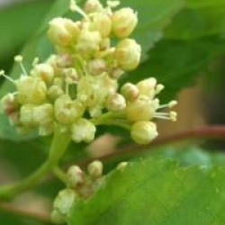 Acer tataricum subsp. ginnala