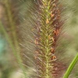 Pennisetum alopecuroides 'Moundry'